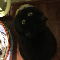 Bombay, Kedi  Capak fotoğrafı