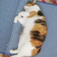 Soke, Kedi  nakşi fotoğrafı
