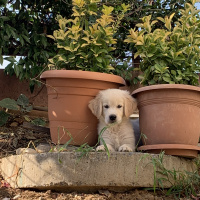 Golden Retriever, Köpek  Goldie fotoğrafı