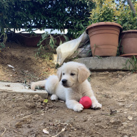 Golden Retriever, Köpek  Goldie fotoğrafı