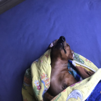 Dachshund (Sosis), Köpek  Hektor fotoğrafı