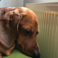 Dachshund (Sosis), Köpek  Hektor fotoğrafı