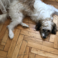 Maltese, Köpek  Misha fotoğrafı