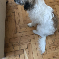 Maltese, Köpek  Misha fotoğrafı