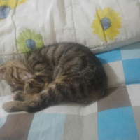 Tekir Kedi, Kedi  Şila fotoğrafı