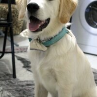 Golden Retriever, Köpek  Robin fotoğrafı