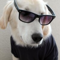 Golden Retriever, Köpek  Robin fotoğrafı