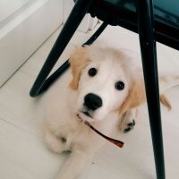 Golden Retriever, Köpek  Robin fotoğrafı