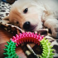 Golden Retriever, Köpek  Robin fotoğrafı