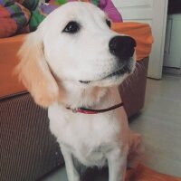 Golden Retriever, Köpek  Robin fotoğrafı