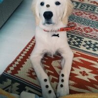 Golden Retriever, Köpek  Robin fotoğrafı