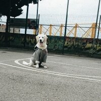 Golden Retriever, Köpek  Robin fotoğrafı