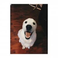 Golden Retriever, Köpek  Robin fotoğrafı