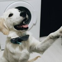 Golden Retriever, Köpek  Robin fotoğrafı