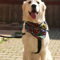 Golden Retriever, Köpek  Robin fotoğrafı