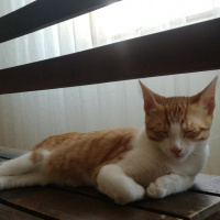 Tekir Kedi, Kedi  Rokfor fotoğrafı