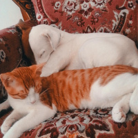 Tekir Kedi, Kedi  Rokfor fotoğrafı