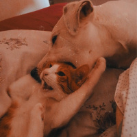 Tekir Kedi, Kedi  Rokfor fotoğrafı
