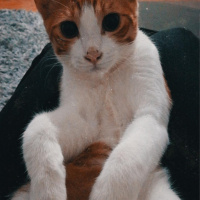 Tekir Kedi, Kedi  Rokfor fotoğrafı