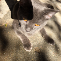 British Shorthair, Kedi  Niklaus fotoğrafı