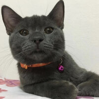 British Shorthair, Kedi  Niklaus fotoğrafı