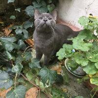 British Shorthair, Kedi  Niklaus fotoğrafı