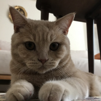 British Shorthair, Kedi  Cilo fotoğrafı