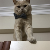 British Shorthair, Kedi  Cilo fotoğrafı