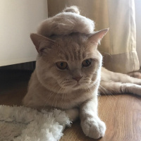British Shorthair, Kedi  Cilo fotoğrafı
