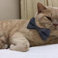 British Shorthair, Kedi  Cilo fotoğrafı