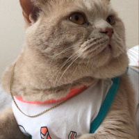 British Shorthair, Kedi  Cilo fotoğrafı