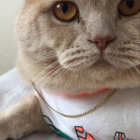 British Shorthair, Kedi  Cilo fotoğrafı