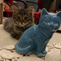Tekir Kedi, Kedi  Lumos fotoğrafı