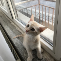 Sarman, Kedi  Leo fotoğrafı