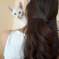 Sarman, Kedi  Leo fotoğrafı