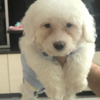 Maltese, Köpek  Carmen fotoğrafı