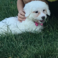 Maltese, Köpek  Carmen fotoğrafı