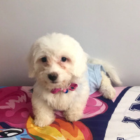 Maltese, Köpek  Carmen fotoğrafı