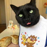 Bombay, Kedi  Oscar fotoğrafı