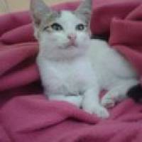 Tekir Kedi, Kedi  Lokum fotoğrafı