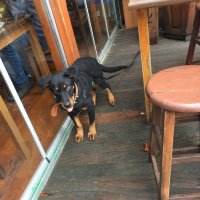 Rottweiler, Köpek  Eva fotoğrafı