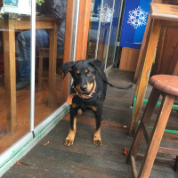 Rottweiler, Köpek  Eva fotoğrafı