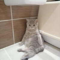 British Shorthair, Kedi  Salem fotoğrafı