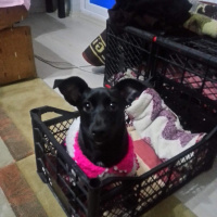 Maltese, Köpek  Zeytin fotoğrafı