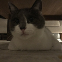 Tekir Kedi, Kedi  Saldıray fotoğrafı