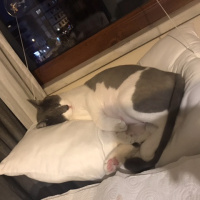 Tekir Kedi, Kedi  Saldıray fotoğrafı