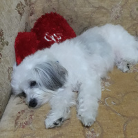 Maltese, Köpek  SHILA fotoğrafı