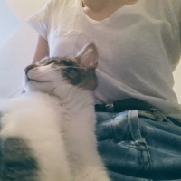 Tekir Kedi, Kedi  Karam fotoğrafı
