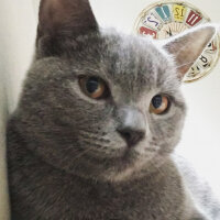 British Shorthair, Kedi  Vera fotoğrafı