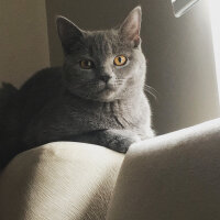 British Shorthair, Kedi  Vera fotoğrafı